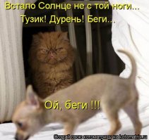 "Наглая морда".  Кто меня разбудил?