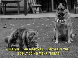 "Наглая морда".  Кто меня разбудил?