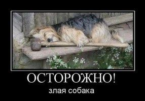 "Наглая морда".  Кто меня разбудил?