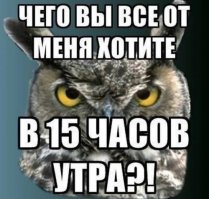 "Наглая морда".  Кто меня разбудил?