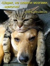 "Наглая морда".  Кто меня разбудил?