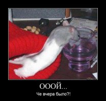 "Наглая морда".  Кто меня разбудил?