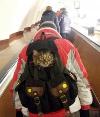 бывают такие "редкие и дорогие" породы, которые оставлять дома одних опасно!!!