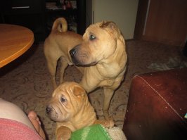 А это мои красавцы!!!)