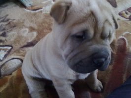 Обожаю своих песиков!!!