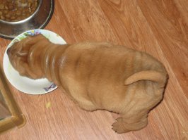 Обожаю своих песиков!!!