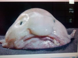 У меня есть теория - люди произошли(эволюционировали) не только от обезьян, но и от других живых существ нашей планеты. Подтверждением тому служат люди похожие на этих животных(если не внешностью, то характером/поведением - точно!)