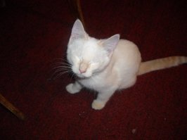 8 кило мышцы, зубов и когтей на страже моей семьи