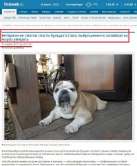 Сэм умер. 27 января 2017 года. Захотевший срубить себе лайков автор даже не подумал поинтересоваться: что же стало с псом, ведь события происходили - в конце января, а сегодня - конец марта. Автору просто надо поднять себе карму, а на собаку - просто насрать...
В общем, за такое - от меня тебе жЫрный минус. Надеюсь, читатели меня поддержат.

Конкретно по теме. Ссылка:

Цитата:
"В екатеринбургской ветеринарной клинике скончался английский бульдог, которого ранее хозяйка завернула в простыню и выкинула в поле на Полевском тракте. Шевелящийся сверток обнаружили люди, которые сразу же освободили обмороженную собаку.

 Она была еле живая, когда ее доставили в клинику,   рассказывают волонтеры.   Информацию о собаке разместили в социальных сетях. Выяснилось, что это английский бульдог по кличке Сэм, хозяевами которого являлись супруги Лисаченко. Эти люди взяли его из приюта полтора года назад, но собакой не занимались. У Сэма была язва желудка, но вместо того, чтобы лечить, они поступили с ней так жестоко. В содеянном семья Лисаченко созналась. Супруги аргументировали свой поступок тем, что думали, будто она уже умерла и решили похоронить ее таким образом .

Брошенного питомца в клинике лечили за счет помощи Центра реабилитации животных. Неравнодушные люди постоянно приносили ему все необходимое, но на днях Сэму резко стало плохо: упало давление и перестала держаться нужная температура. Вечером пес скончался.

 От всего, что происходит, волосы на голове дыбом. Это же какой бездушной надо быть, чтобы вот так просто взять и оставить животное умирать. Можно было помощи попросить с лечением больной собаки. Нет, проще было выкинуть, как мусор. Одно знаю точно: жизнь Лисаченко не будет прежней. Людская и божья кара обязательно настигнет ее ,   заявила девушка, которая помогала в лечении Сэма.

Сейчас идет сбор подписей под петицией с требованием наказать Галину Лисаченко, которая оставила собаку умирать. На момент подготовки материала ее подписали почти 2300 человек."