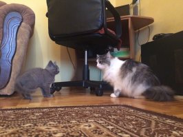 Был у меня кот Пух (Пушистый). Первый год еще кое-как уживались, потом началось: агрессия, атаки, шипение. Не дай Бог взять на руки - вцепится так, что мало не покажется. Ни разу не пропускал возможность кинуться на мои ноги из-под кровати. И так 8 лет. Потом появилась у нас британка Шура. Сначала шипел на нее, гонял. Шурка подросла, девка с характером, и роли поменялись. Сейчас уже Пух спит там и тогда, где разрешит Шура :)