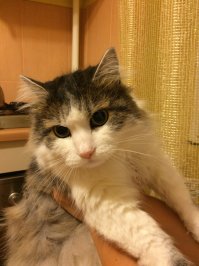 Был у меня кот Пух (Пушистый). Первый год еще кое-как уживались, потом началось: агрессия, атаки, шипение. Не дай Бог взять на руки - вцепится так, что мало не покажется. Ни разу не пропускал возможность кинуться на мои ноги из-под кровати. И так 8 лет. Потом появилась у нас британка Шура. Сначала шипел на нее, гонял. Шурка подросла, девка с характером, и роли поменялись. Сейчас уже Пух спит там и тогда, где разрешит Шура :)