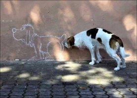 Самые эпичные провалы животных, которые мы видели