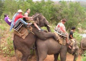 Самые эпичные провалы животных, которые мы видели