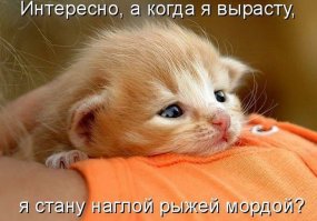 Самые эпичные провалы животных, которые мы видели