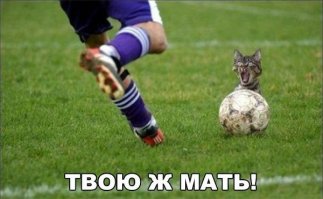 Самые эпичные провалы животных, которые мы видели