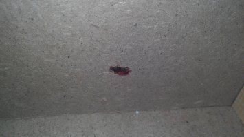 Кара настигла гаденыша, у знакомой жил месяца 3 ,причем что характерно был один, откуда взялся, <span style='color:gray'>[мат]</span> его знает, может соседи <span style='color:gray'>[мат]</span> подсадили, выкурили ублюдка из кресла с помощью мощного фена.