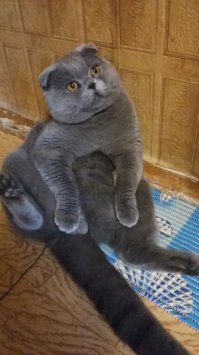 Когда просят сделать непринужденную позу на фото