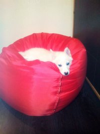 Добра пост: питомцы, которые вымахали на глазах