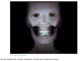 А где кожа, жировая клетчатка, потовые и сальные железы, слизистая с подслизистым слоем, слюнные железы, нервы и прочее...?