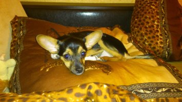 Мой Мухтар - 2 месяца и 2 года)