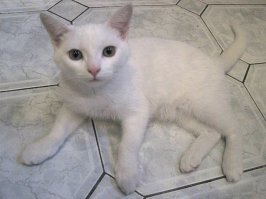 Мой кот) 
4 месяца - 6 лет.