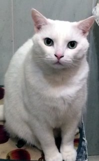 Мой кот) 
4 месяца - 6 лет.