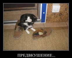 Самые эпичные провалы животных, которые мы видели