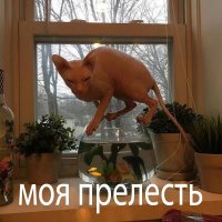 Прикольные картинки