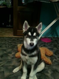 мой п.ез.дюк