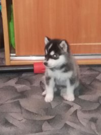 мой п.ез.дюк