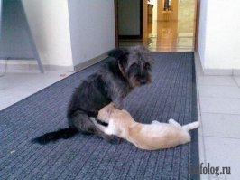 Некогда бегать....