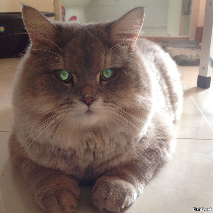 Глаза завораживают