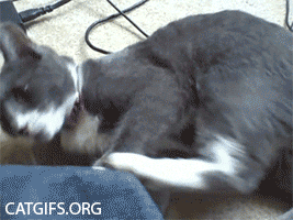 Огромный пушистый кот из Таиланда, покоривший своим нереальным видом