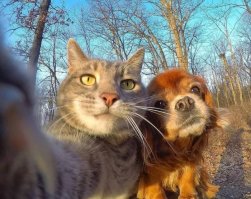 30 веселых фотографий с животными