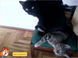 респект рботникам салона, что не выкинули на улицу, а при строили. наши два подобранца:-)