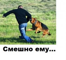 Фотограф снял бегущих собак, и это очень смешно