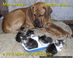30 веселых фотографий с животными