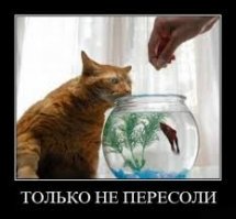 30 веселых фотографий с животными