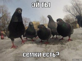 СЕМЕЧКИ. ПОЛЬЗА И ВРЕД (посмотрите видео...улыбнуло...)