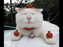 Из Томска до Омска кошка проехала под капотом Скорой помощи