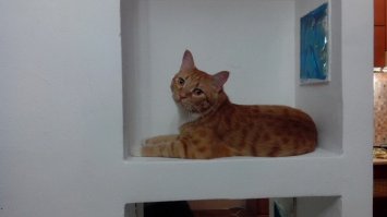 Его нашли на дне мусорного бака, он едва умещался в ладони