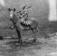 Французское юмористическое фото 1950-х