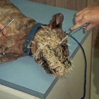 Самые эпичные провалы животных, которые мы видели