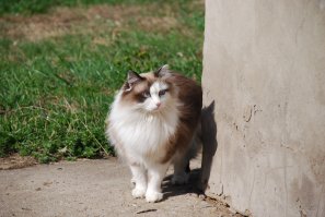 ей намеренно воротник расческой вытянули. если моей так вытянуть, более пушистая получится..