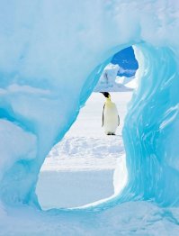 Милейшие создания - пингвины