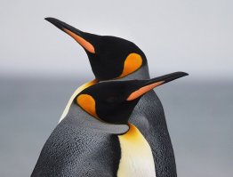 Милейшие создания - пингвины