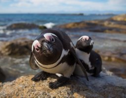 Милейшие создания - пингвины