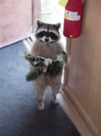 Енот, который не может жить без своего енота