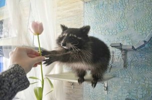 Енот, который не может жить без своего енота