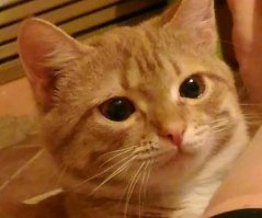 С теплотрассы забрали, было месяца 4, сейчас у нас уже пять месяцев, ласковый очень, любимец нашей семьи